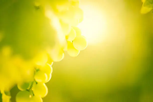 White wine grapes  in a vineyard with beautiful sunny lights. 