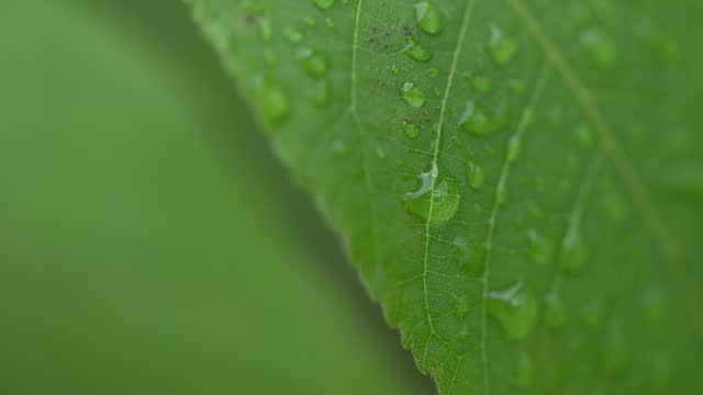 leaves with morning dew