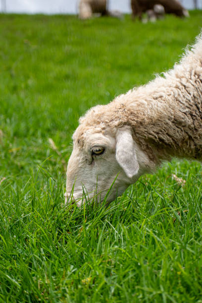 istock Sheep (Ovis aries) grazing in a meadow 1753423102