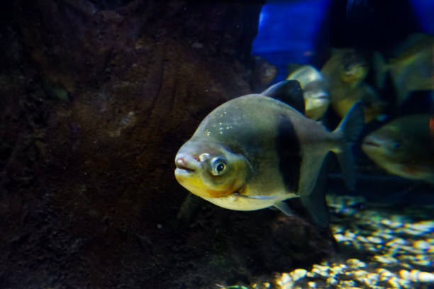 istock Selective focus of pomfret swimming in a deep aquarium. 1753424702