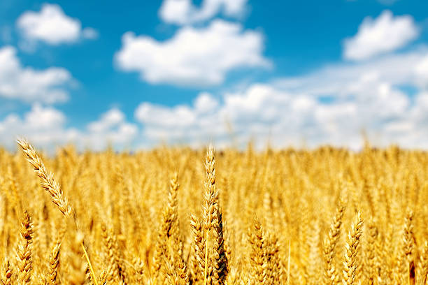 istock Field of golden rye close-up 175342833