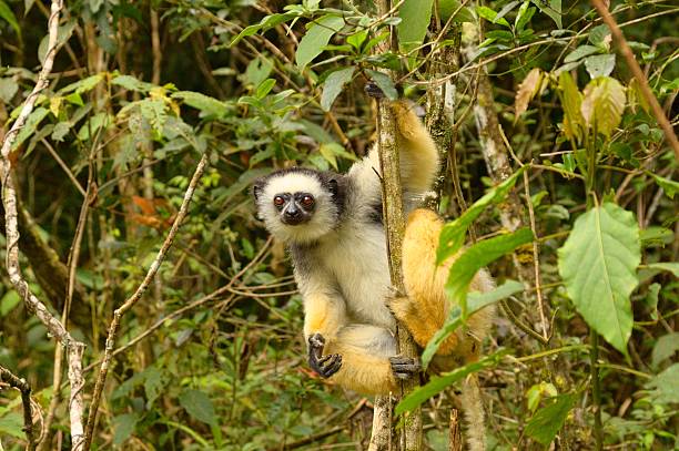 istock Diademed Sifaka staring 175343550