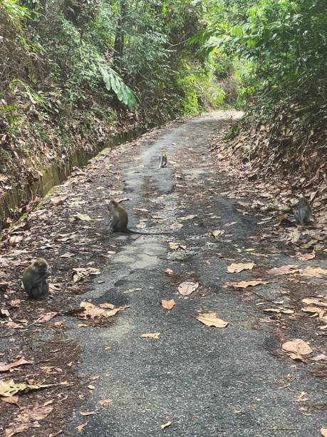 istock Road led to Gunung Pulai, 1753438080