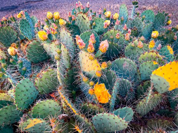 kaktus mit blüten zur goldenen stunde in arizona - sonoran desert cactus flower head southwest usa stock-fotos und bilder