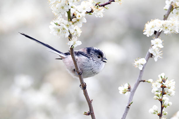 istock Long-tailed tit, Aegithalos caudatus 175344469