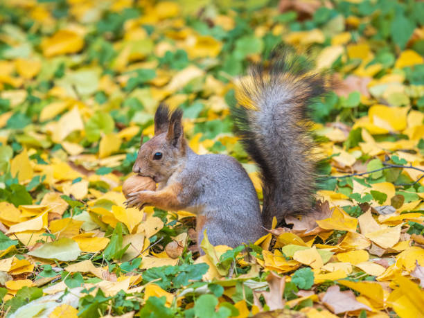 istock Autumn squirrel with nut sits on green grass with fallen yellow leaves 1753448499