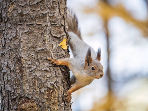 istock Portrait of a squirrel on a tree trunk 1753448537