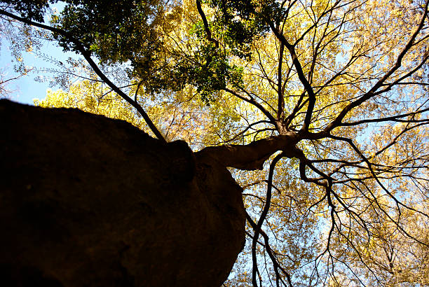 tree grows stock photo