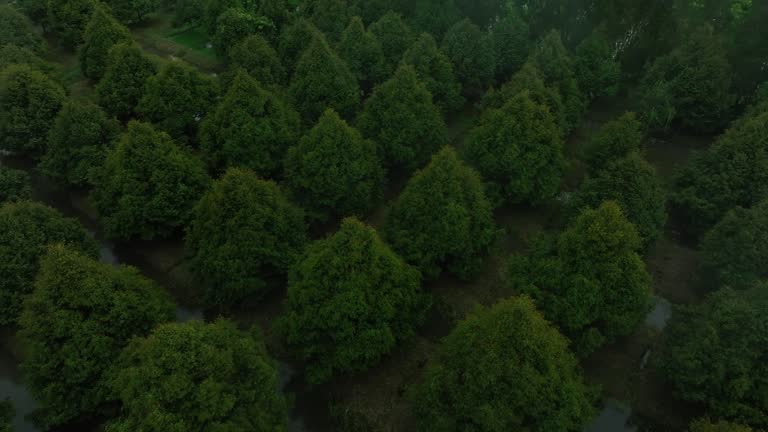 Aerial video of durian garden on a rainy day, durian garden with about 5 years old trees, Hau Giang province.