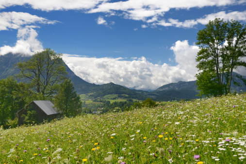 A beautiful Panorama of an austrian landscape with a meadow of flowers in front and the stunning Alps in back. Nikon D800e. Converted from RAW.