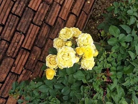 Group of yellow roses in an autumnal garden.