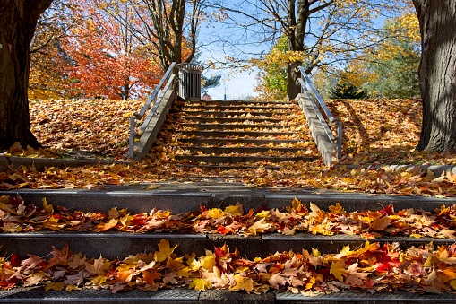 Autumn maple leaves on park stairs