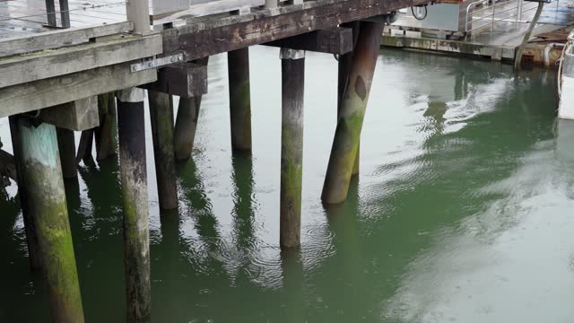 Water under a mossy wooden dock on a cloudy, rainy day
