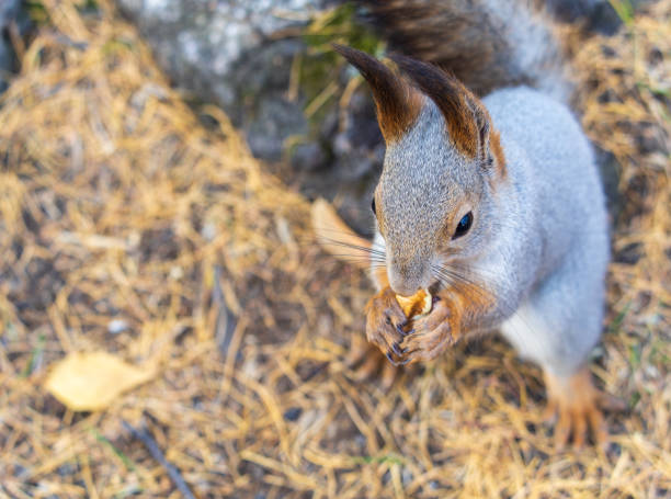 istock Autumn squirrel with nut sits on green grass with fallen yellow leaves 1753479422