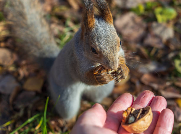 istock A squirrel in the autumn eats nuts from a human hand. Eurasian red squirrel, Sciurus vulgaris 1753479802