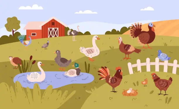 Vector illustration of Poultry farm with free range birds in field.