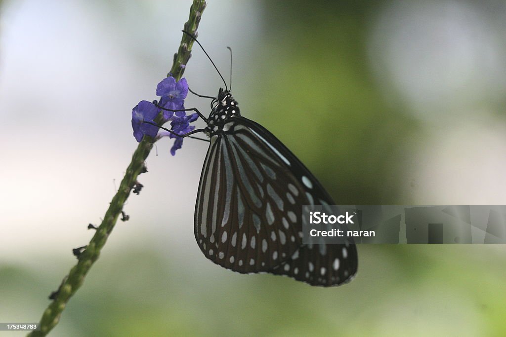 Mariposa - Foto de stock de Aire libre libre de derechos