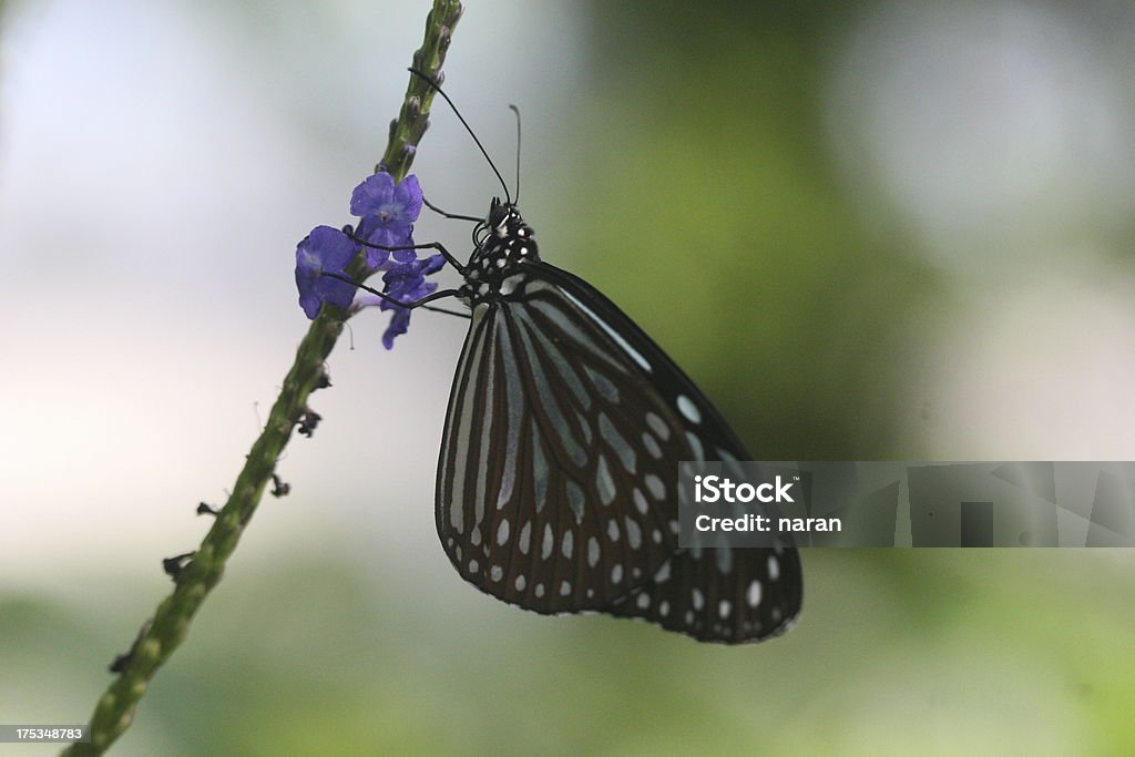 Бабочка - Стоковые фото Бабочка роялти-фри
