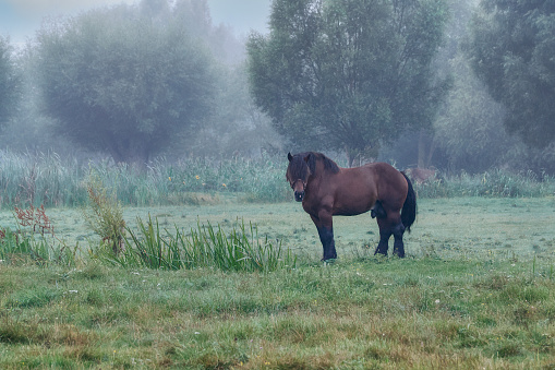 Grazing horses in the early spring. Land of Zuława - areas produced by the accumulation of river material in Delta rivers around Elblag, Poland