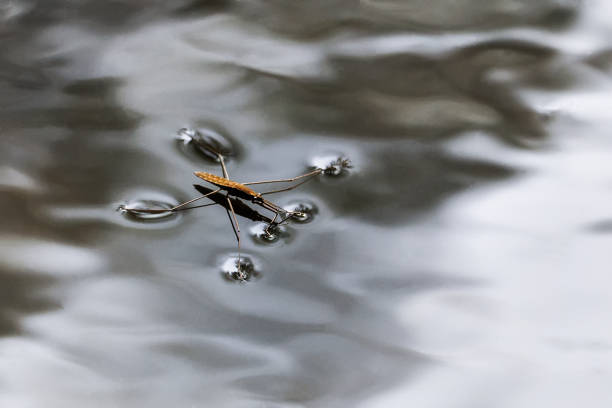 istock Gerris lacustris, commonly known as the common pond skater or common water strider 1753497563