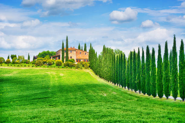 Tuscany landscape with cypress alley on a sunny day, Italy