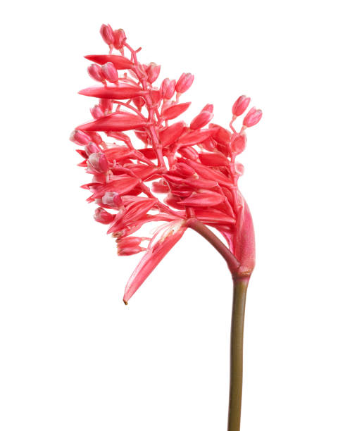 istock Stromanthe triostar flower with leaf, Tropical flowers isolated on white background, with clipping path 1753503508