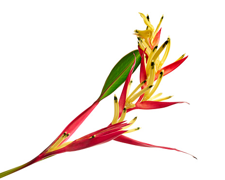 Heliconia psittacorum flowers, Tropical flowers isolated on white background, with clipping path