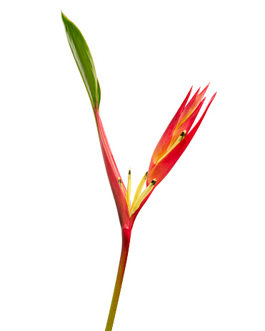 Heliconia psittacorum flowers, Tropical flowers isolated on white background, with clipping path