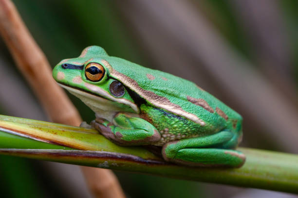 istock Green and Golden Bell Frog 1753521683