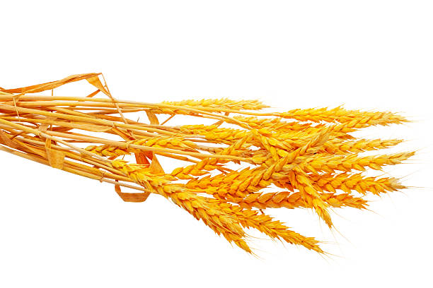 istock Wheat ears lie.  Isolated on white background 175352599