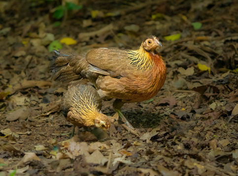 Red Junglefowl (scientific name: Gallus gallus) is a bird of the genus Junglefowl of the order Galliformes and the family Phasianidae. Geographical distribution: Oriental world: India, Southeast Asia