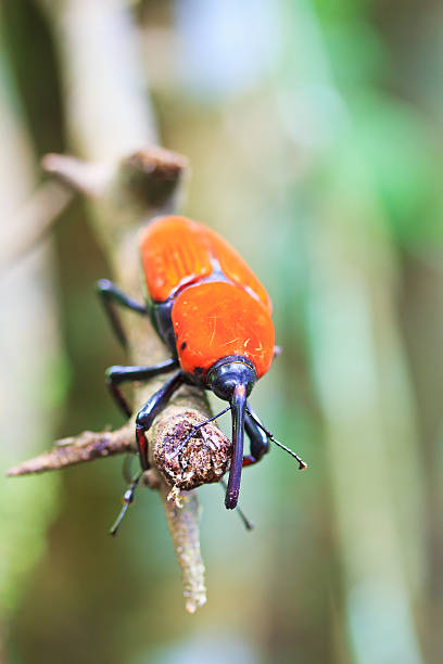 istock Orange beetle insects In tropical forests thailand 175354489
