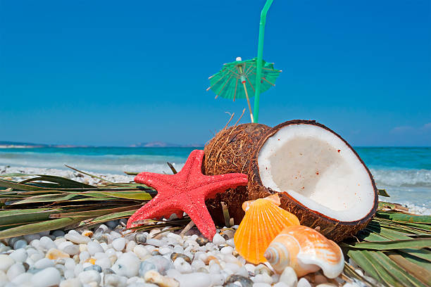 coconuts, starfish and shells coconuts, starfish and shells by the shore shell starfish orange sea stock pictures, royalty-free photos & images