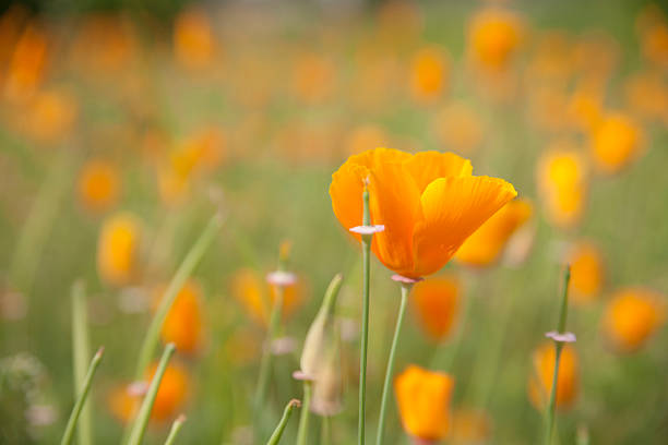 istock Yellow poppy seeds 175354639