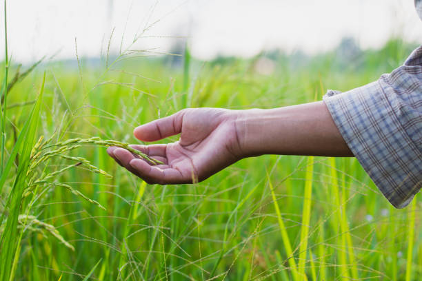 istock Farmer's hand holds the rice plant. 1753548710