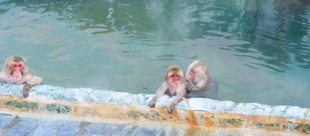 istock Monkey soaking in hot spring, Hakodate Tropical Botanical Garden with Snow in winter Season. landmark and popular for attractions in Hokkaido, Japan. Travel and Vacation concept 1753549251