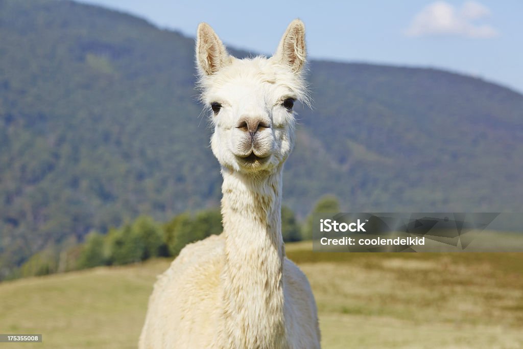 Simpatico Ritratto di alpaca, bianco. - Foto stock royalty-free di Alpaca
