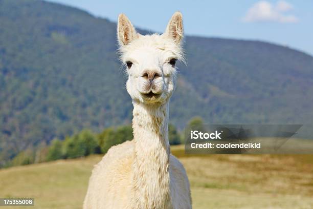 Simpatico Ritratto Di Alpaca Bianco - Fotografie stock e altre immagini di Alpaca - Alpaca, Ambientazione esterna, Animale