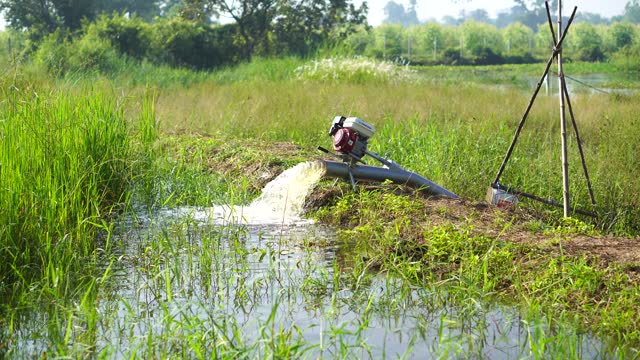 Farmers are pumping water into rice fields.