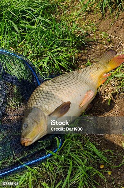 Carp Freshwater Fish Stock Photo - Download Image Now - Animal, Beautiful  People, Carp - iStock