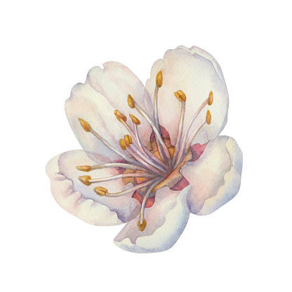 Watercolor blooming apricot branches with white and pink flowers. Beautiful illustrations isolated on white background
