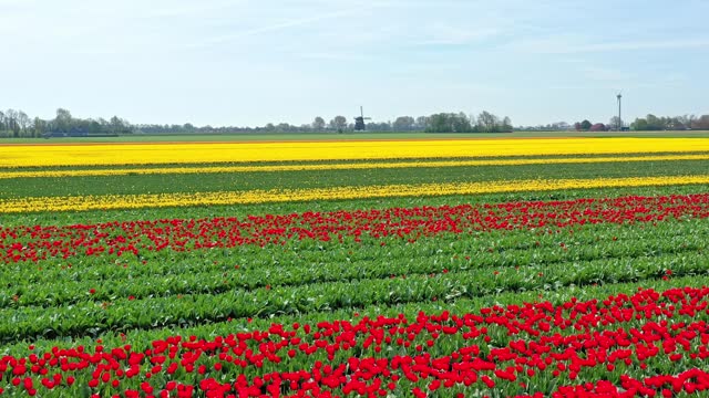 Typical Dutch landscape with windmill and tulips.