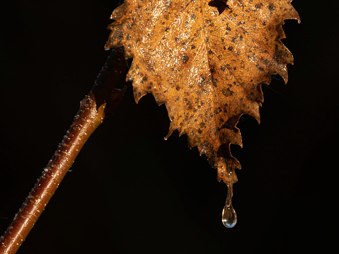 Close up of autumn leaf with water drop