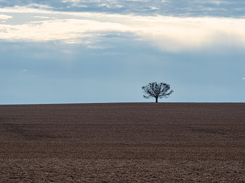 Tree in dirt field in the Mallee rural Victoria