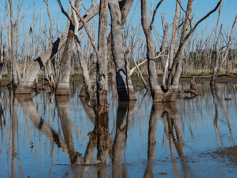 Stillness in the morning light Winton Wetlands Victoria Australia