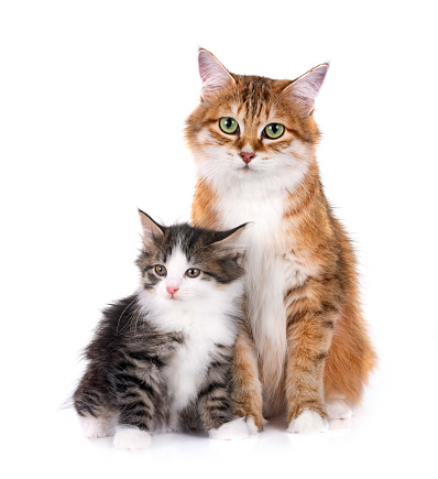 kitten and mother Kurilian Bobtail in front of white background