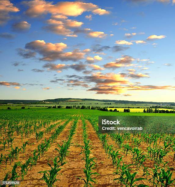 옥수수 필드 0명에 대한 스톡 사진 및 기타 이미지 - 0명, 계절, 곡초류