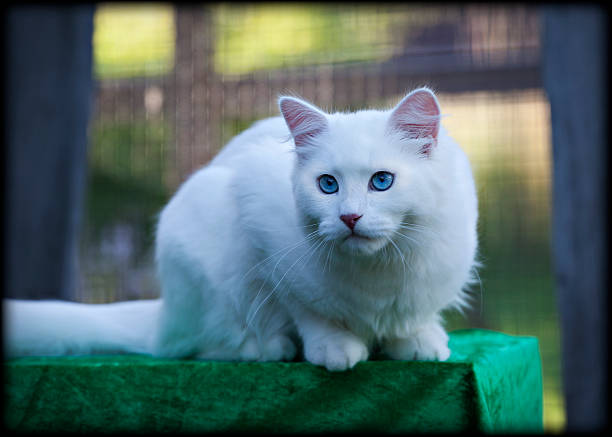 istock portrait of Siberian cat 175360385