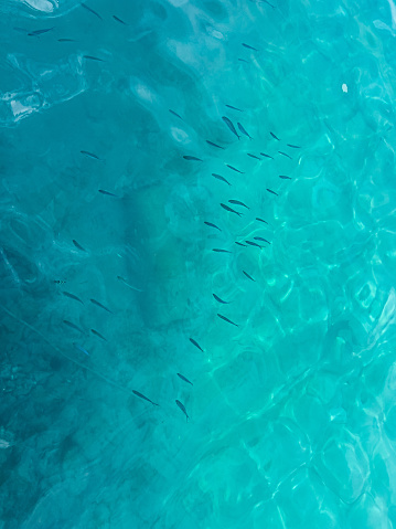 Clear sea water background and a group of fish