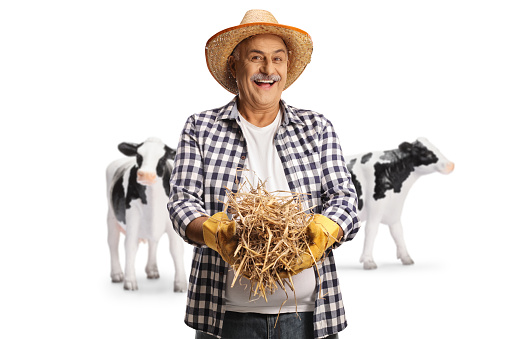 Happy mature farmer with cows holding a stack of hay isolated on white background